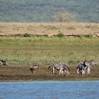 Gnus und Zebras