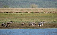 Gnus und Zebras