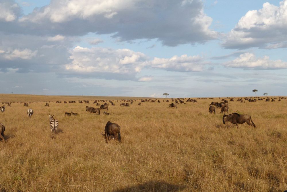 Gnus und Zebras die große Herde in der Masai Mara