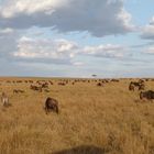 Gnus und Zebras die große Herde in der Masai Mara