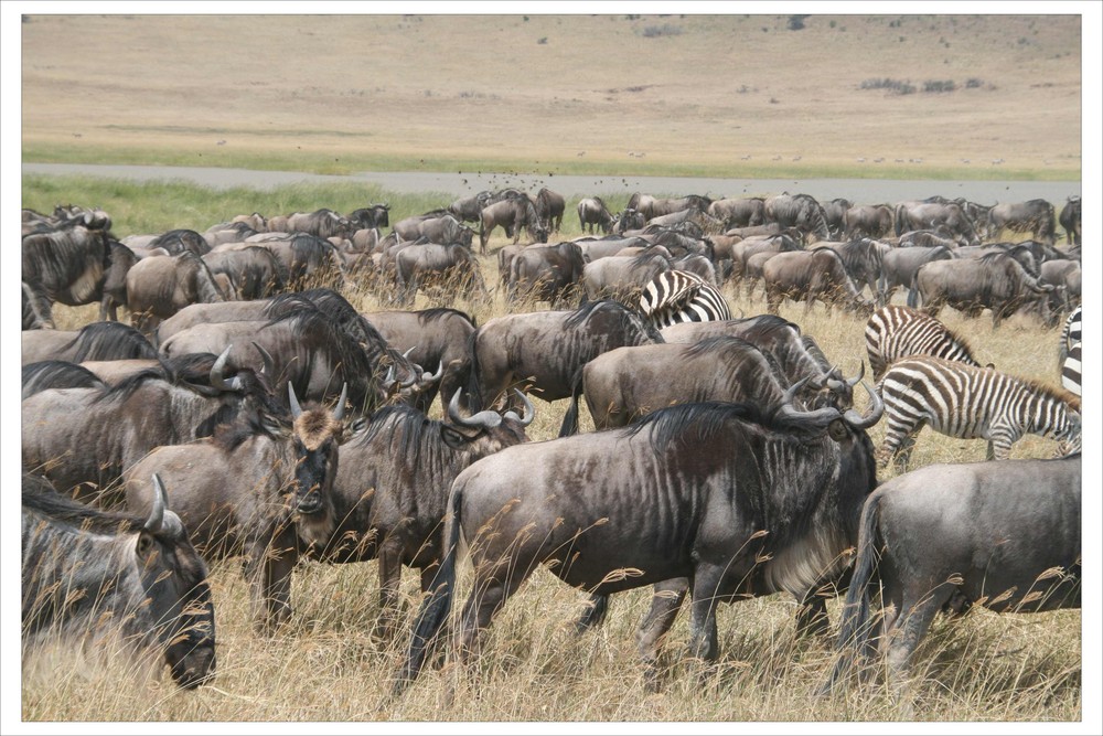 Gnus und Zebras im Krater