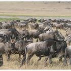 Gnus und Zebras im Krater