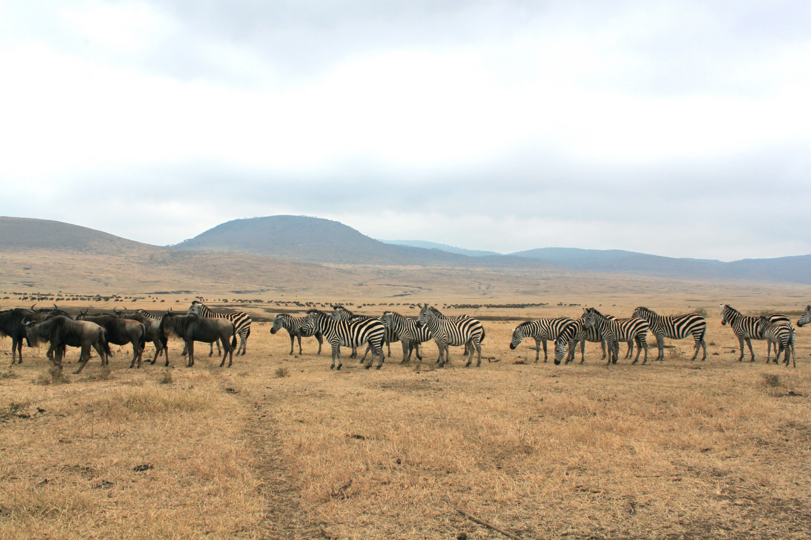 Gnus und Zebras im Ngorongoro Krater