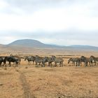 Gnus und Zebras im Ngorongoro Krater