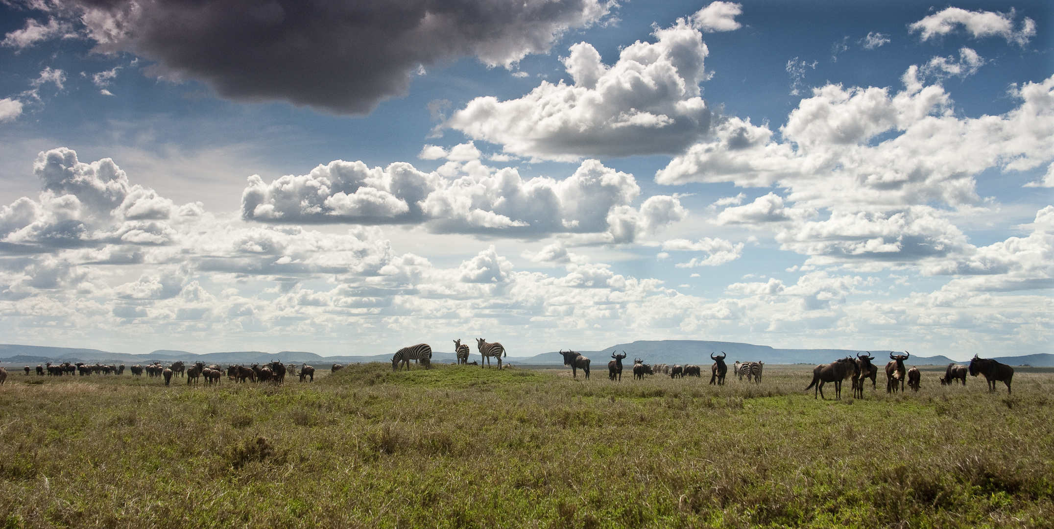 Gnus und Zebras in der Serengeti