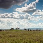 Gnus und Zebras in der Serengeti