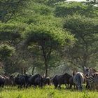 Gnus und Zebras überall