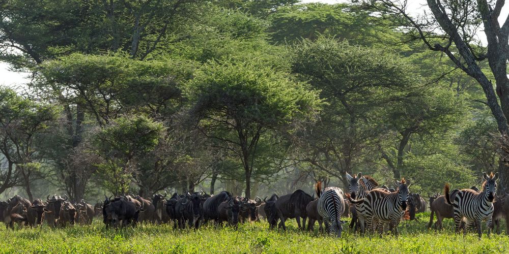 Gnus und Zebras überall