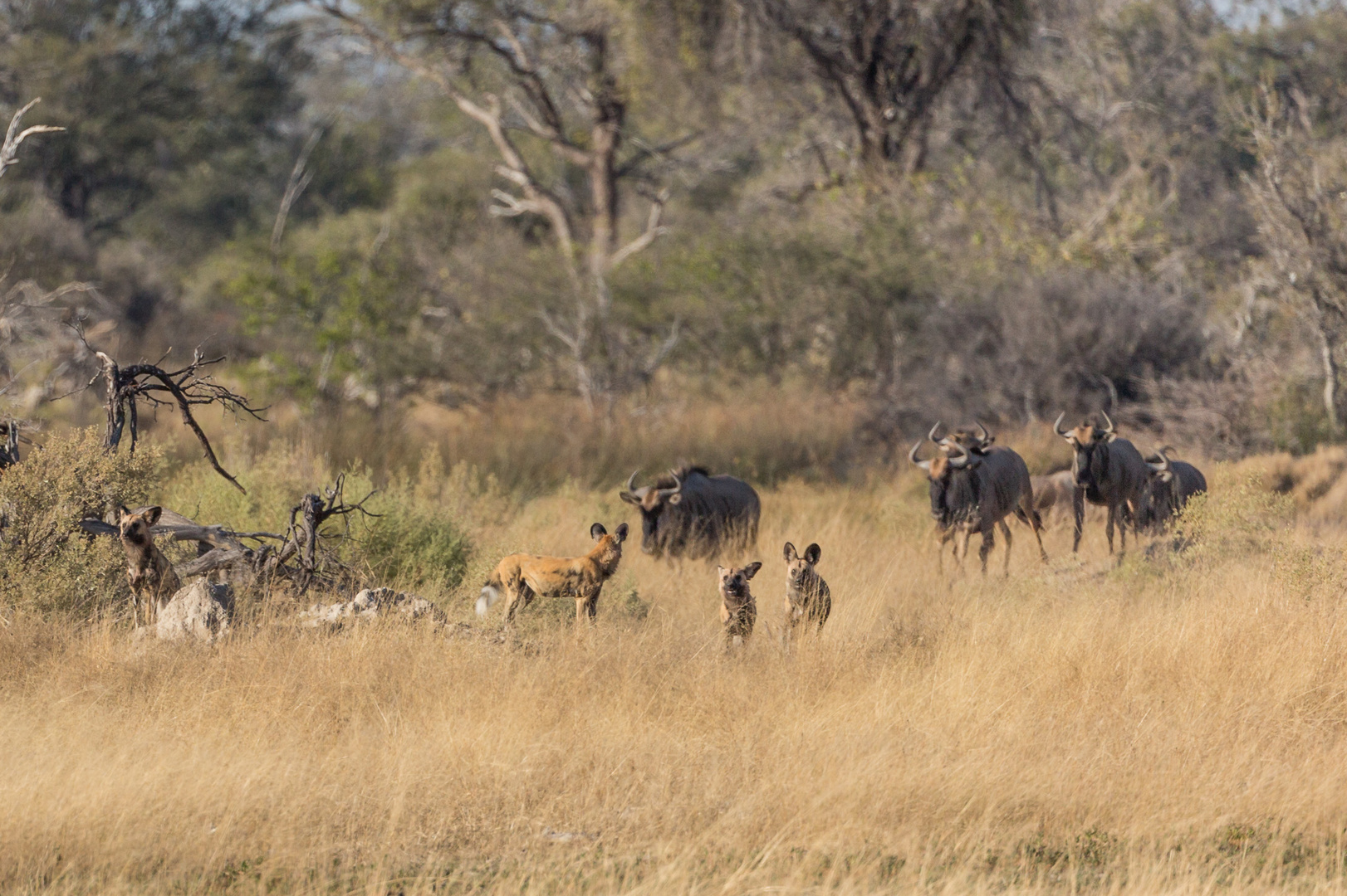 Gnus vertreiben Wildhunde