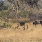 Gnus vertreiben Wildhunde