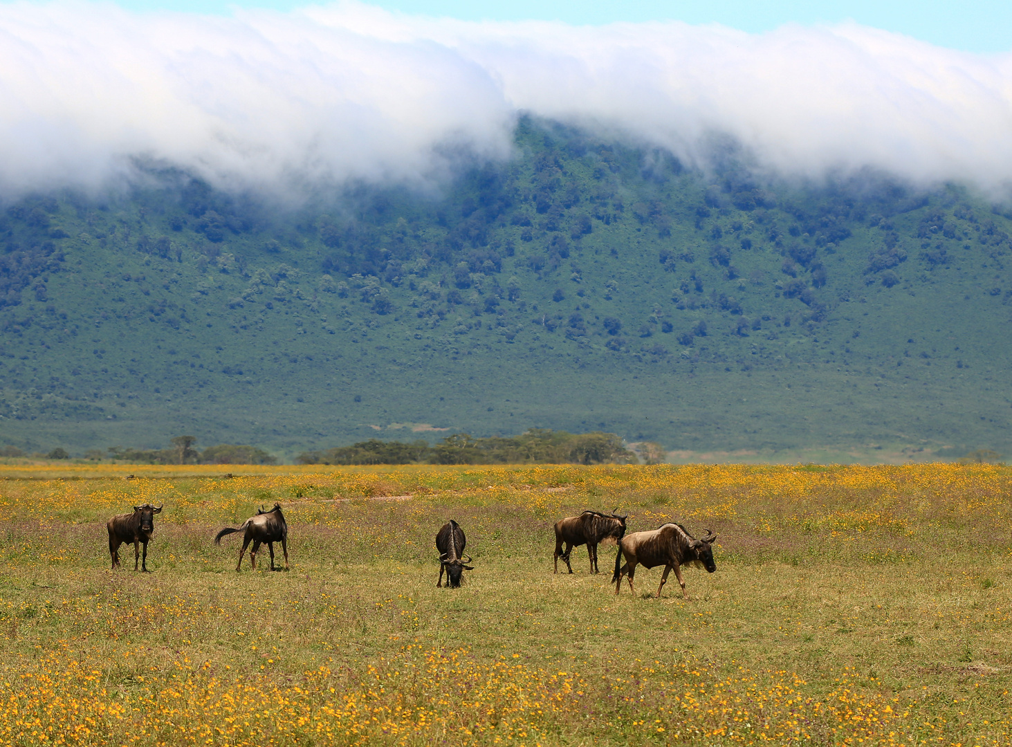 Gnus vor den fallenden Wolken