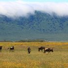 Gnus vor den fallenden Wolken