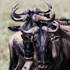 Gnus während der grossen Migration