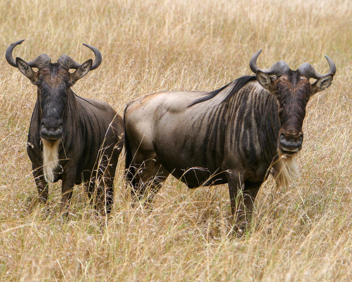 Gnus während der Migration