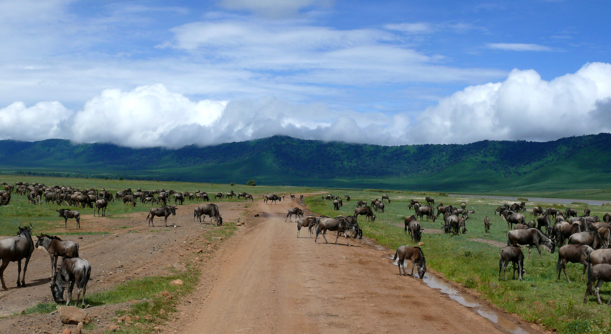 Gnus wandern durch den Ngorongoro Krater
