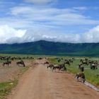 Gnus wandern durch den Ngorongoro Krater