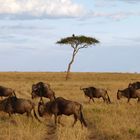 Gnus ziehen an einem Baum mit Ohrengeier vor bei.