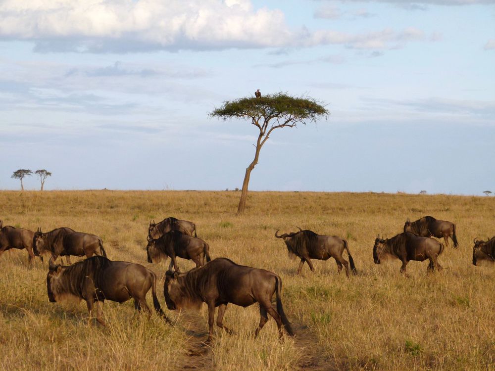 Gnus ziehen an einem Baum mit Ohrengeier vor bei.