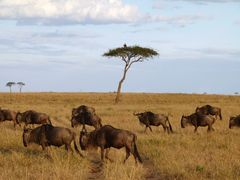 Gnus ziehen an einem Baum mit Ohrengeier vor bei.