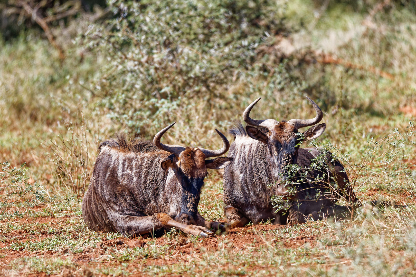 Gnus_6