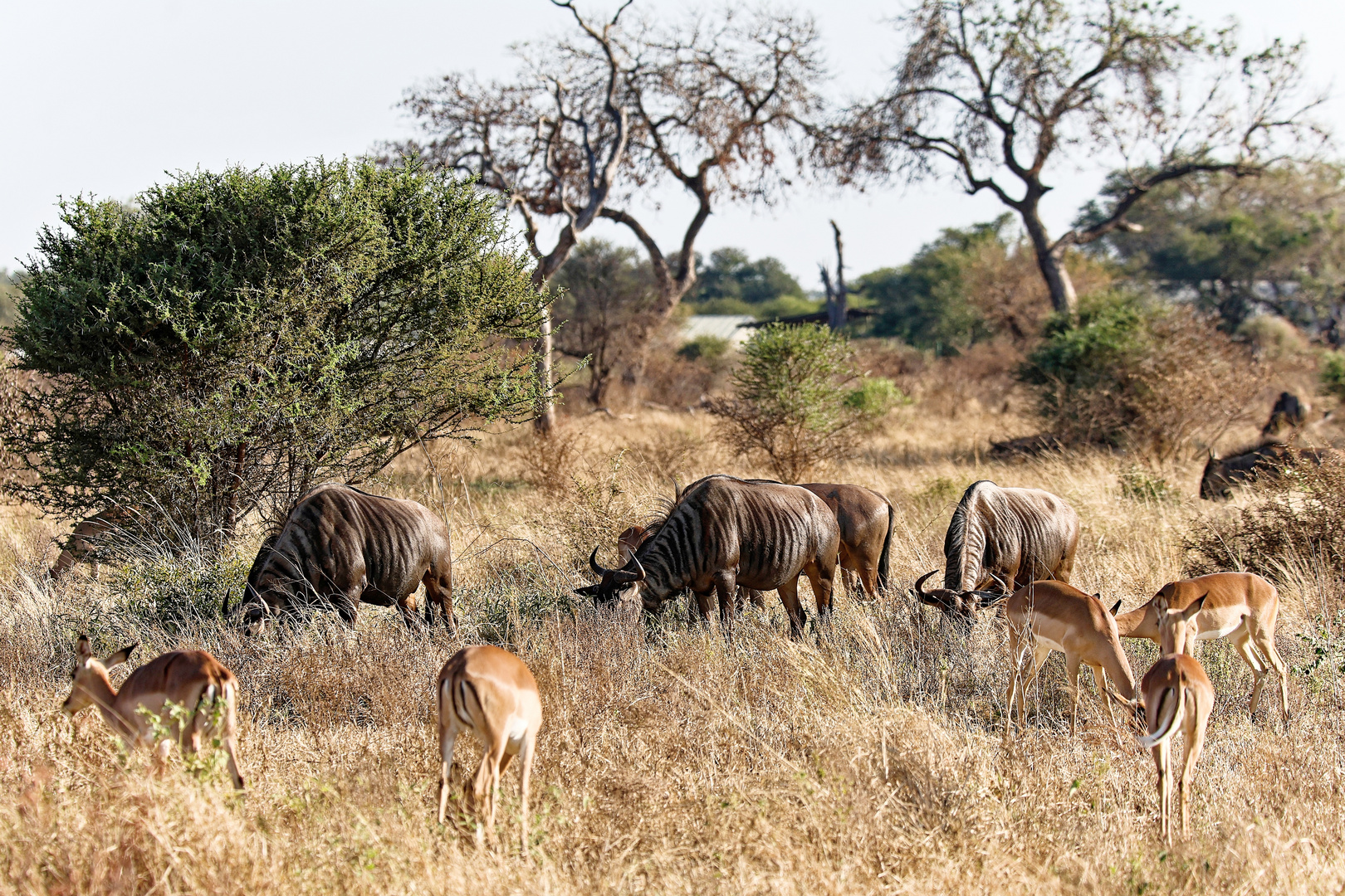Gnus_7 Foto & Bild africa, southern africa, south africa Bilder auf