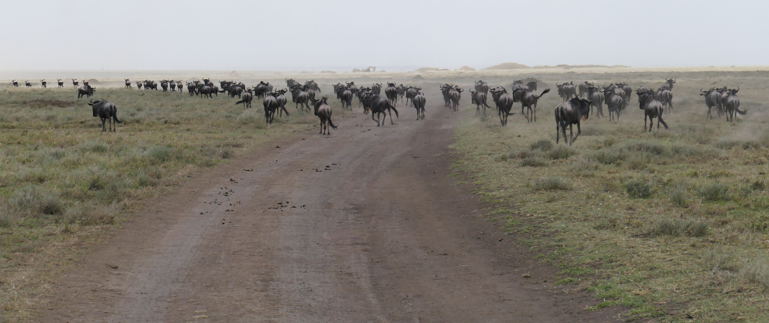 ...Gnuwanderung in der Serengeti...