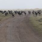 ...Gnuwanderung in der Serengeti...