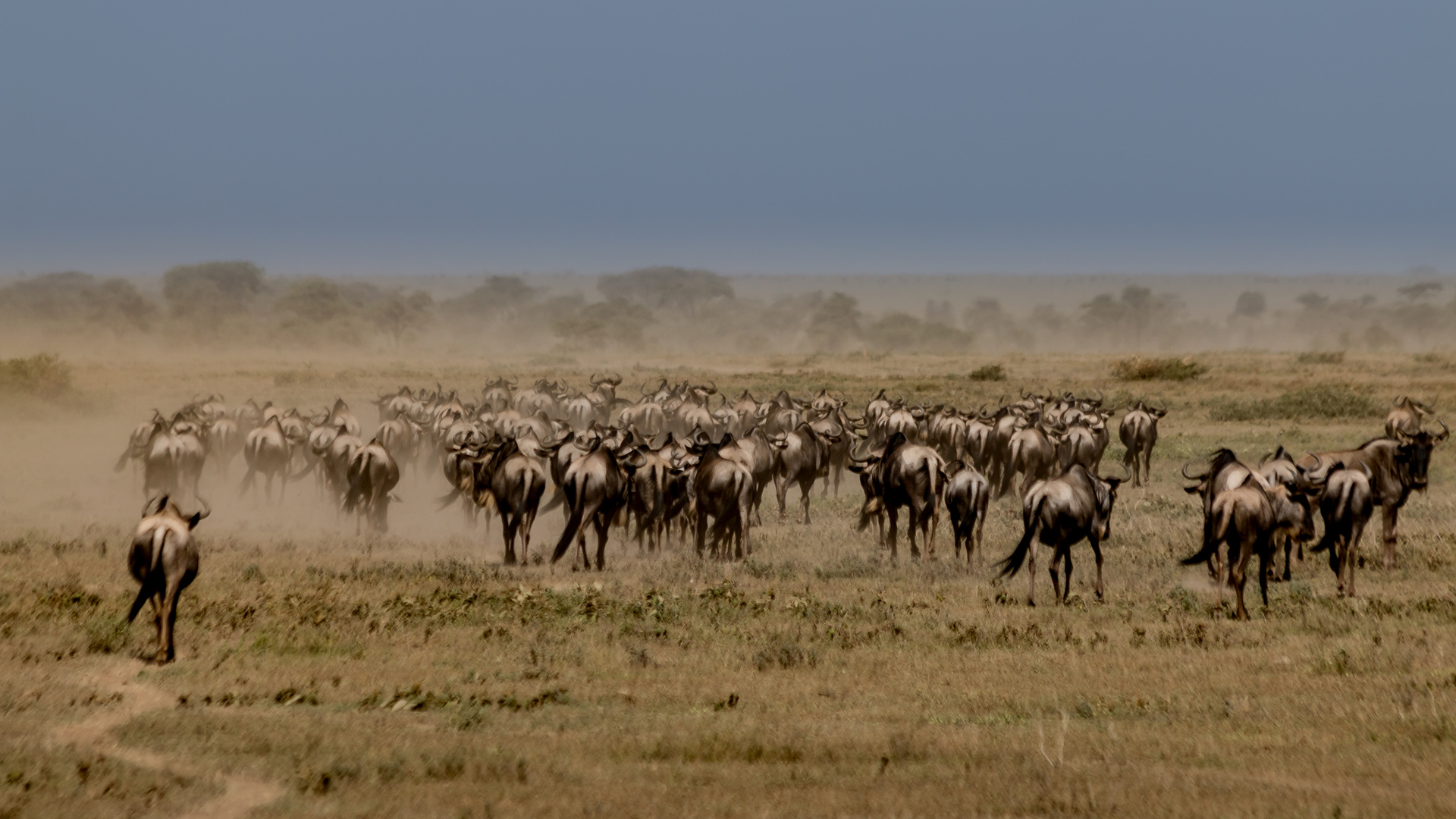 Gnuwanderung, Serengeti