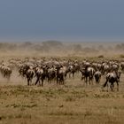 Gnuwanderung, Serengeti