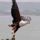 Go