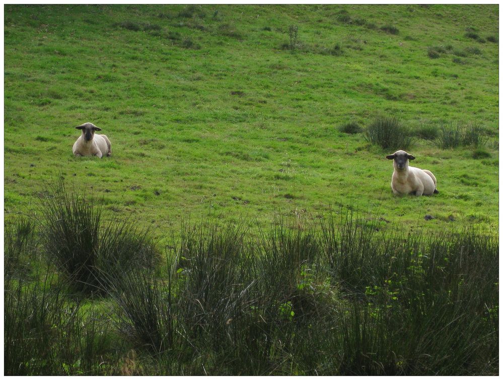 Go and sit upon the grass