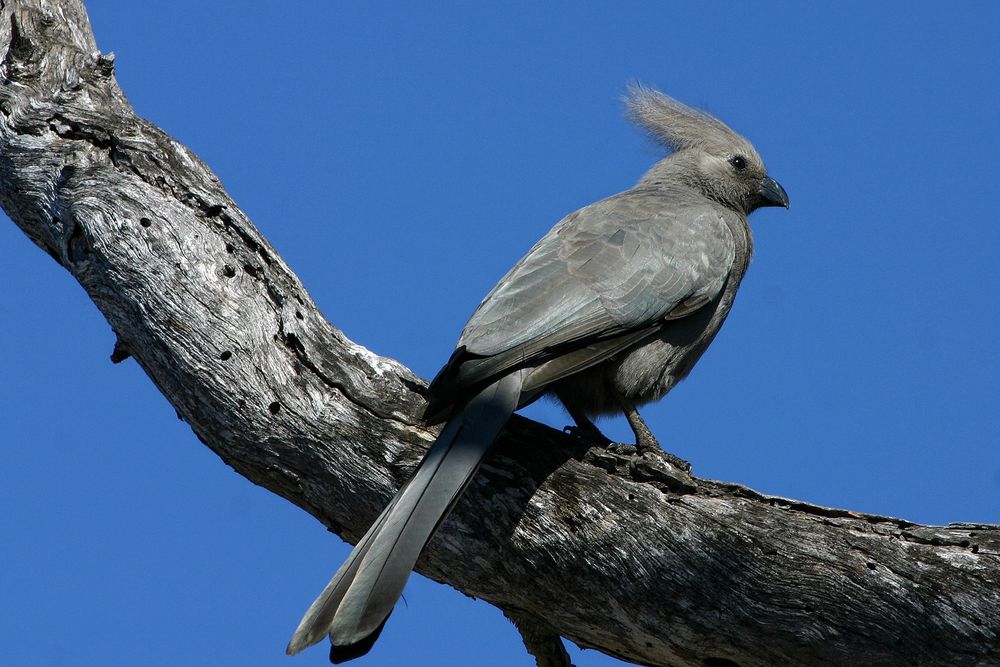 Go away bird Foto & Bild | world, natur, south africa ...