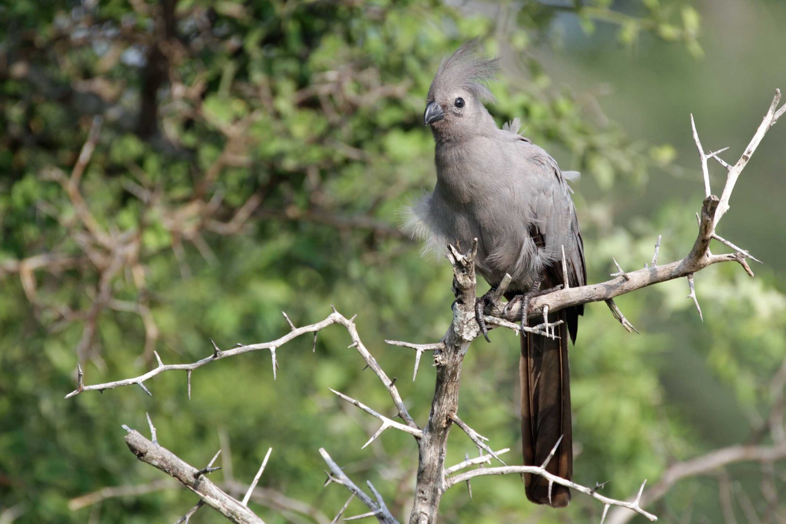 Go-away-Bird