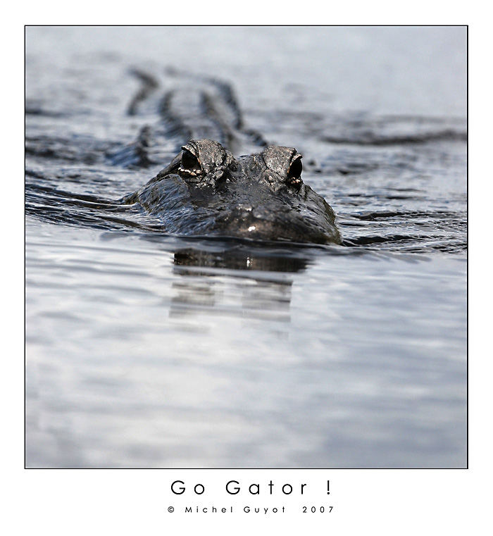 Go gator !