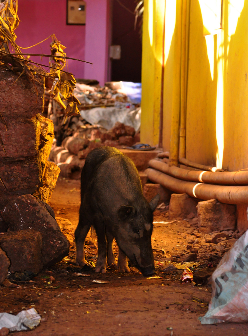 GOA "pigs"