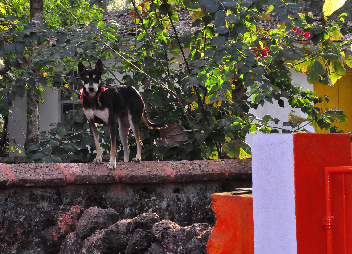 GOA security dog