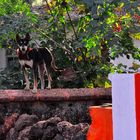 GOA security dog