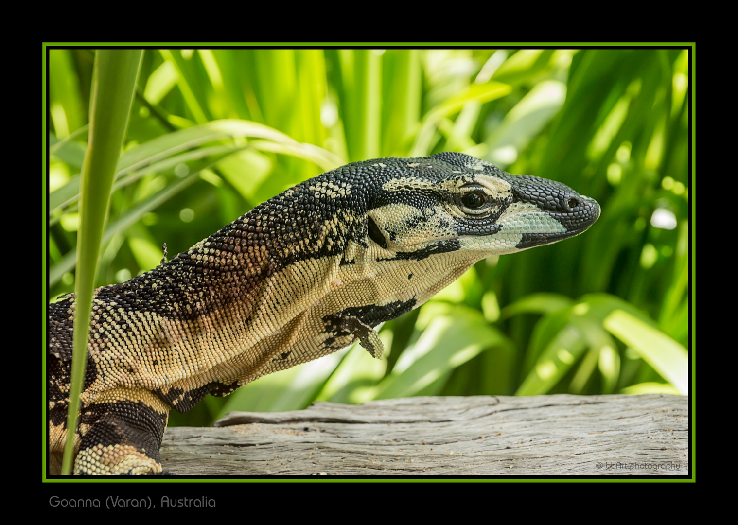 Goanna