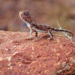 Goanna - Ein Gecko auf dem Fels