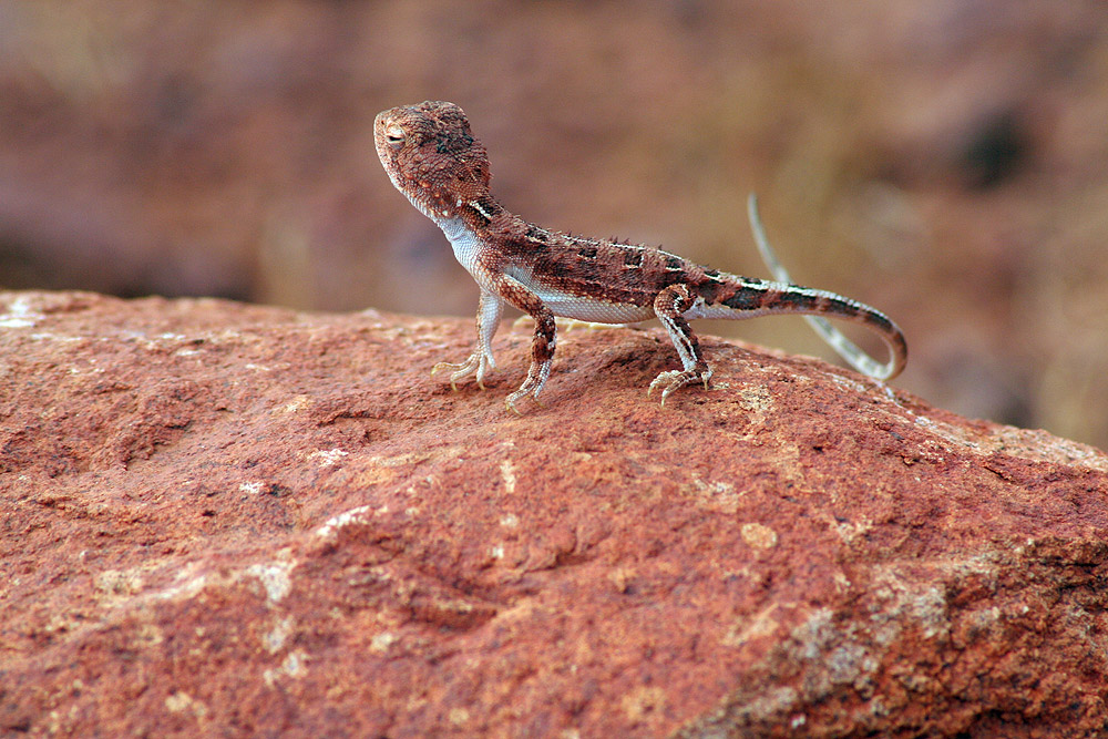 Goanna - Ein Gecko auf dem Fels