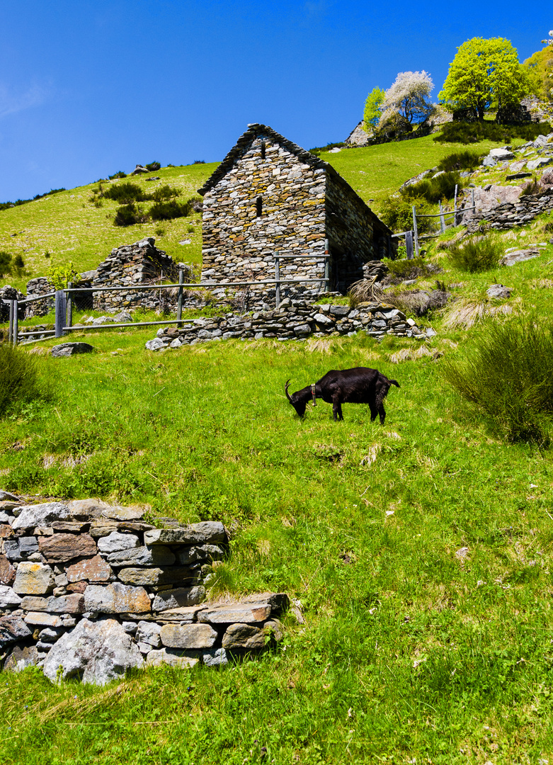 Goat in the mountains