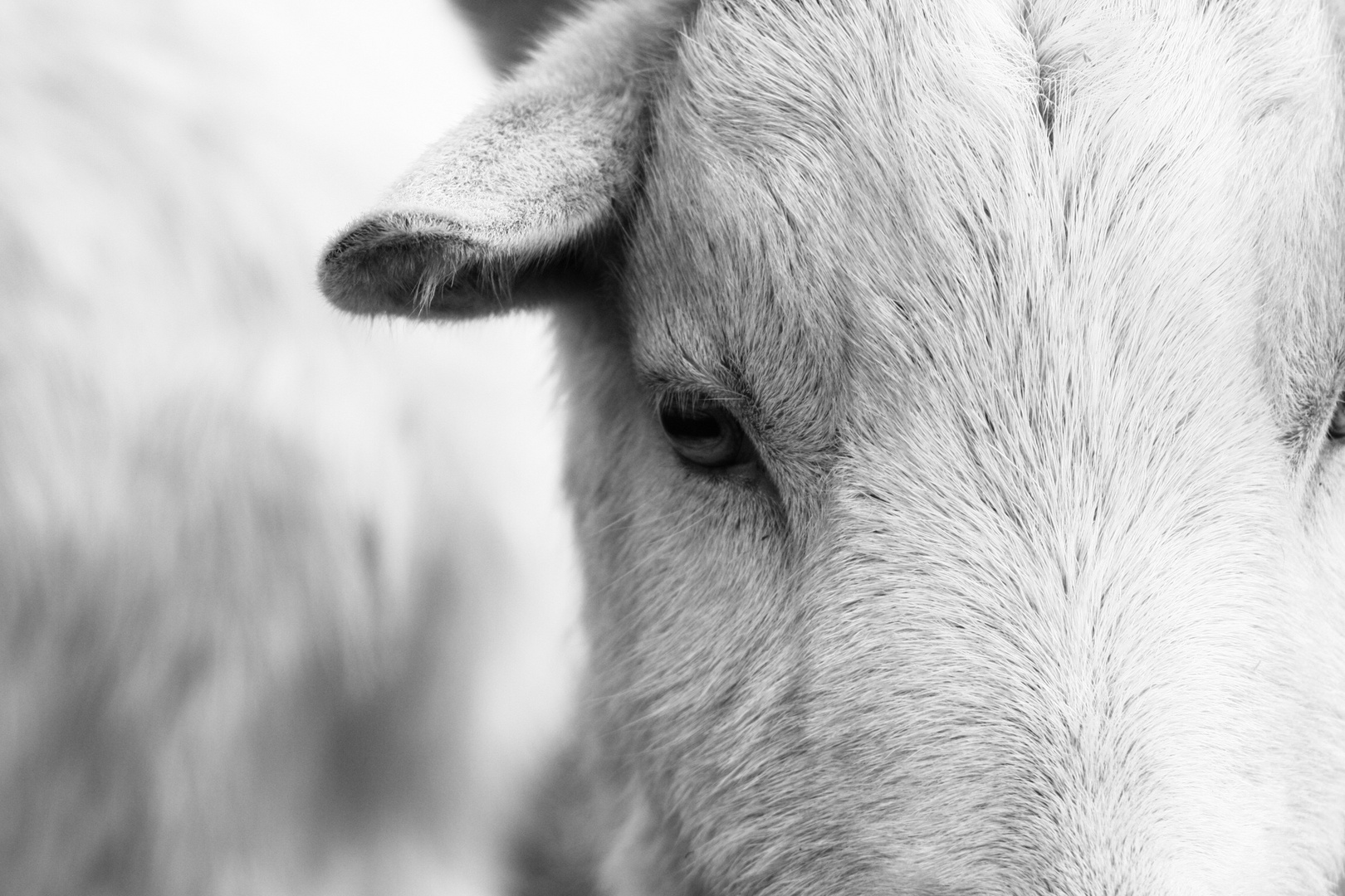 Goat looking at you