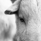 Goat looking at you