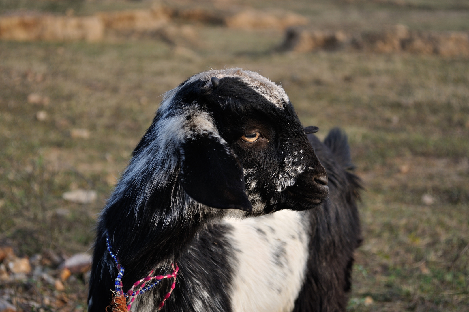 Goat @ Munger, Bihar, India