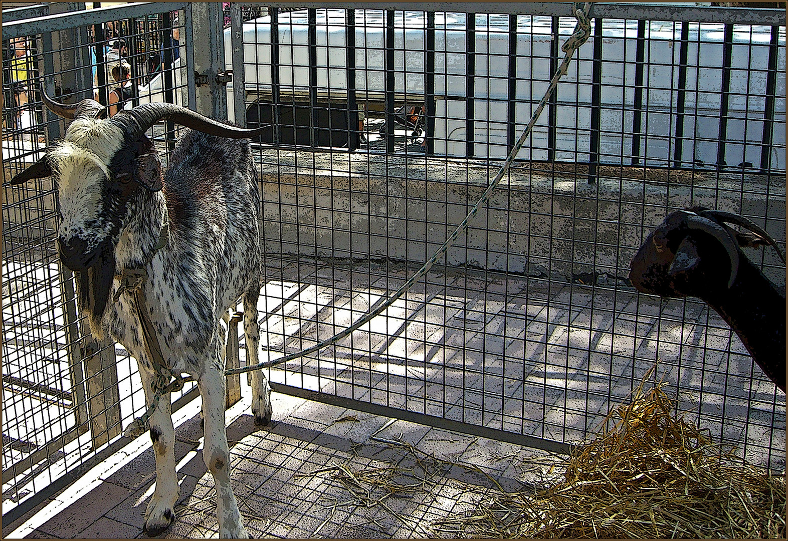 Goat on a ribbon