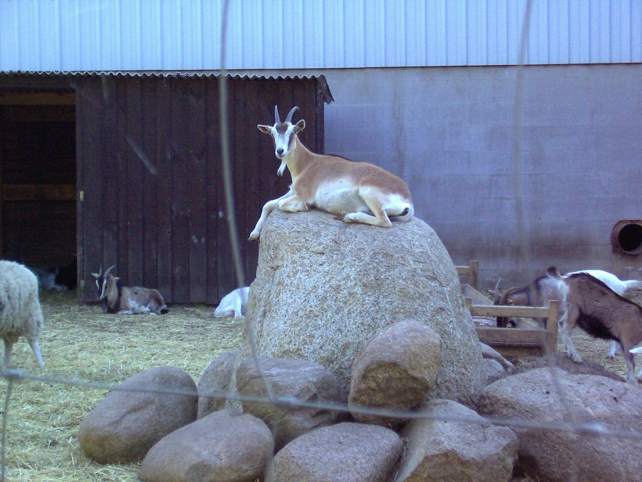 Goat on the Rocks