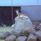 Goat on the Rocks