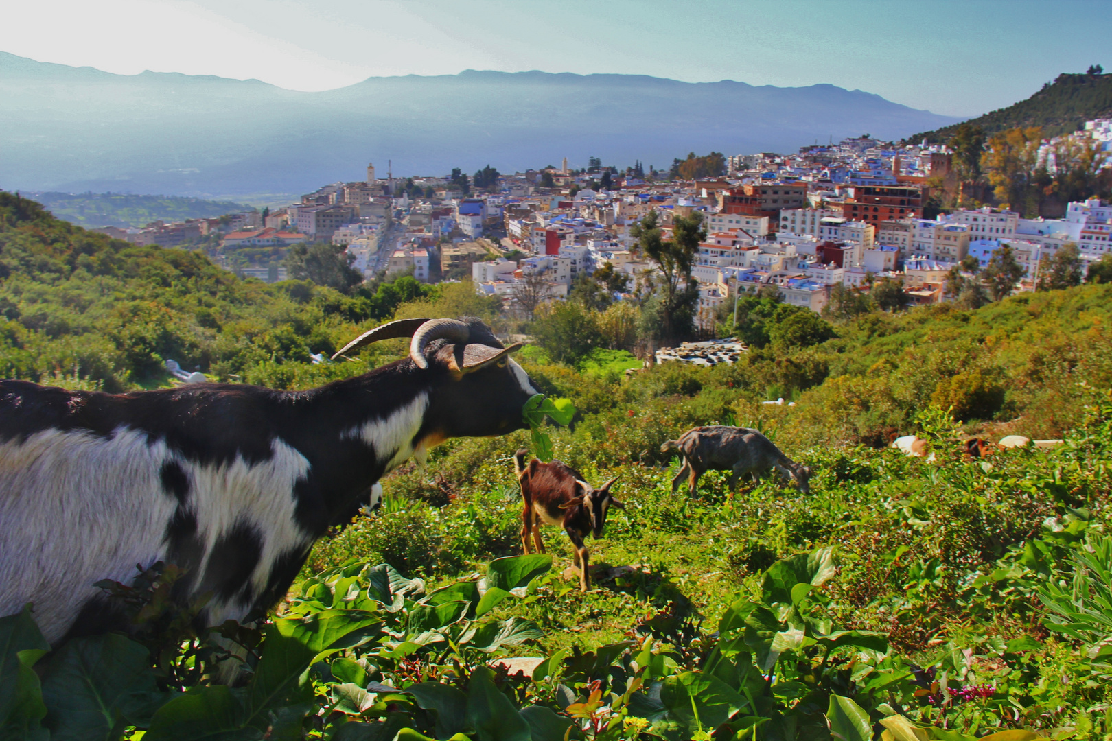 goat view of chefchauoen