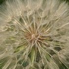 Goat's Beard in seed