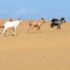 Goats in Medanos de Coro, Venezuela